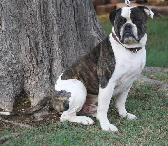 BullyBadass's Big Chief of Most Wanted Bullies