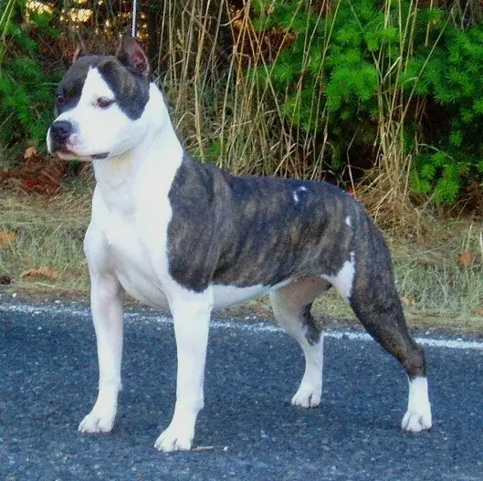 AKC CH Alpine's Gold Digger