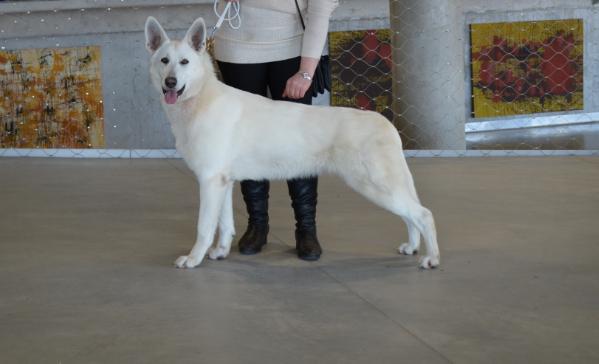 LT JCH DONNA Pamario Vilkė