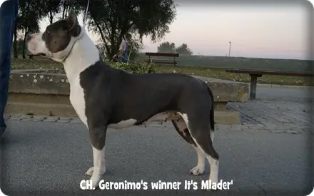 Geronimo's Winner It's Mlader'