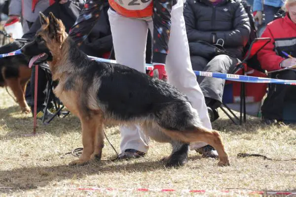 JCH RUS, CH RUS Regina v. Nord Traum