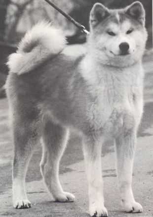 Fujiyama Go Yamagata Kagami Kensha