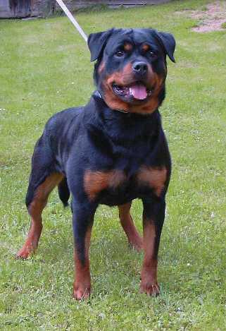 Ruschka vom haus Enzian