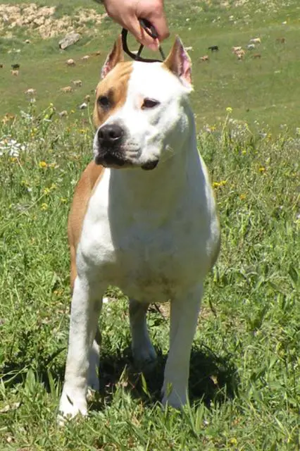 Bloodivine Southern Dream