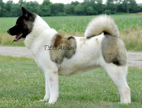 AKC CH Namika's Domino BlkOnWht