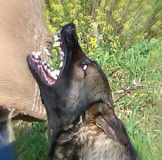 Lobo de Montefiero