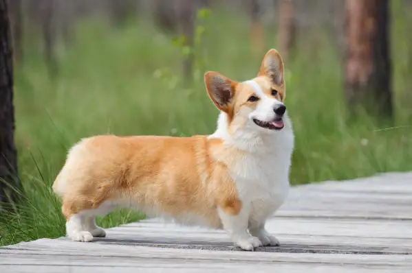 LT JCH, LT CH, LV CH Dalija Saules Stars (N/B)