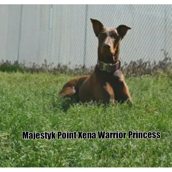Majestyk Point Xena Warrior Princess