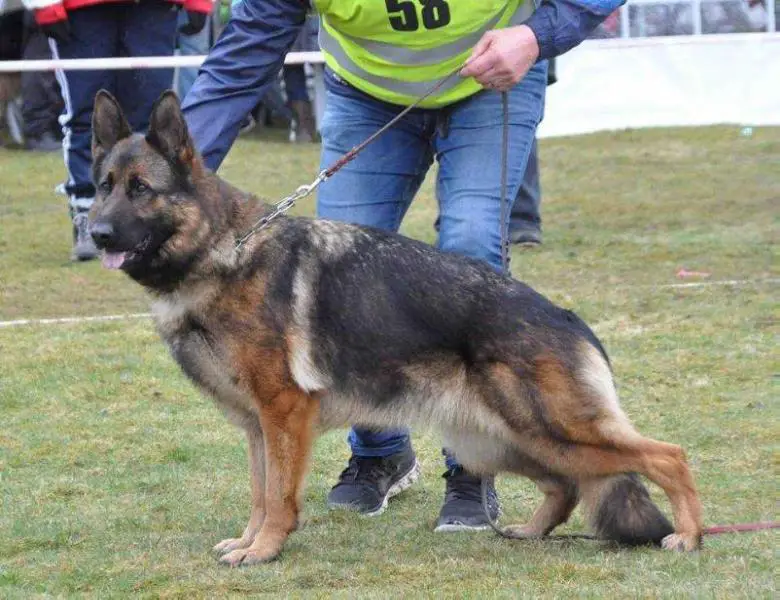 V1. SG1.(HAS) SG10.BSZS Vixen av Quantos