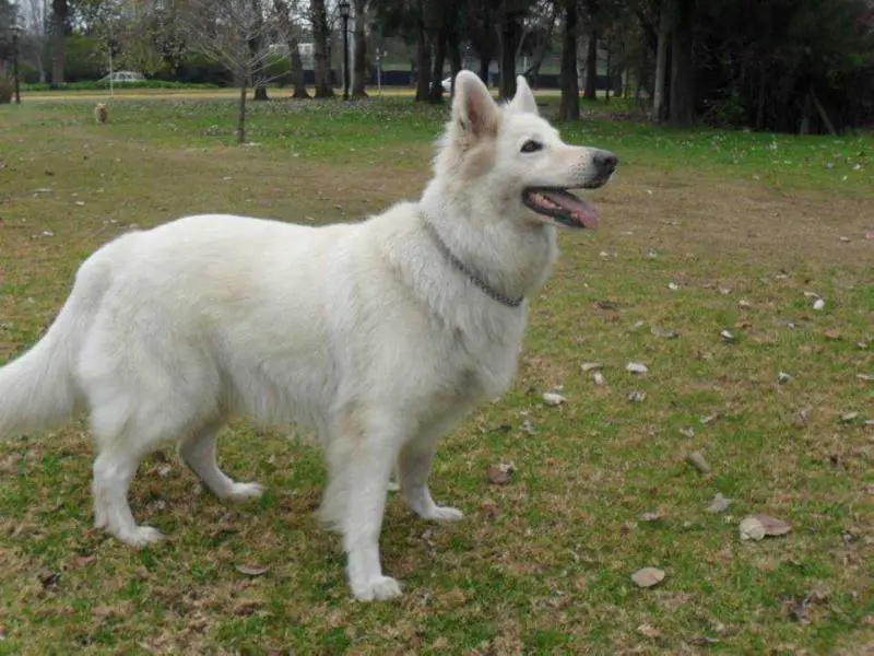 Diana de Western White