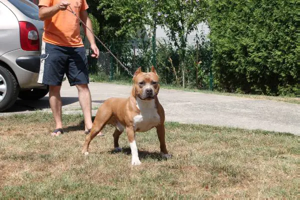 Allrobico's tender touch