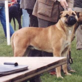 Pitman's Baroness