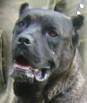 MATILDE Dell`Antico Cerberus