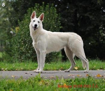 R. CACIB, CAC, VT Debonar Free Meroxen