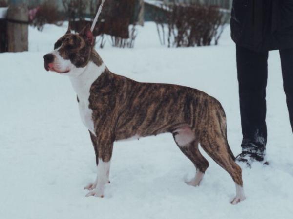 Olimp Apperkot Iriska