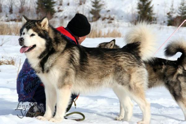 CH RO Nanook Spirit Where Wolf Dare