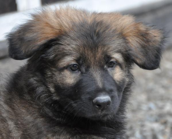 Dark Lobo´s Belana