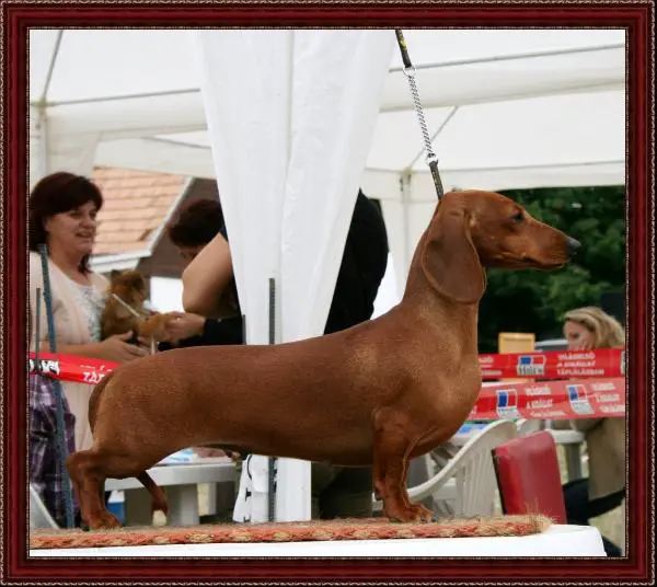 HCH. Ginger Diva Noire