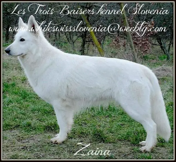 Zaina