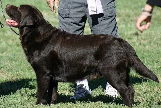 AM GCH Quail Chase Broadway Joe Windfall