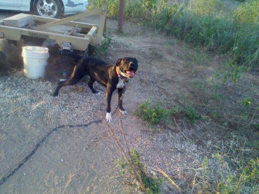 American Legendz Breakin' Bones