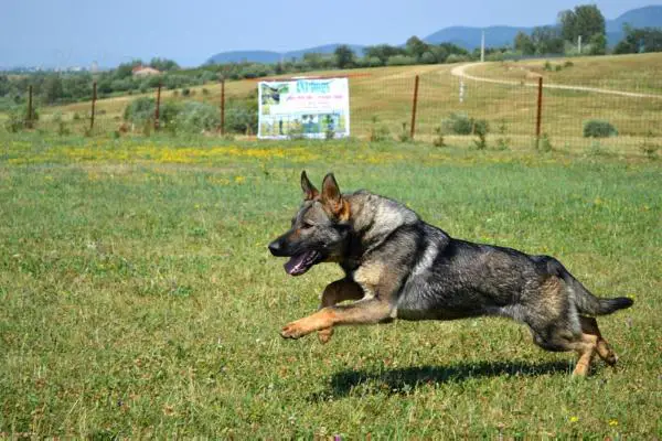 Assi aus dem Schessburg