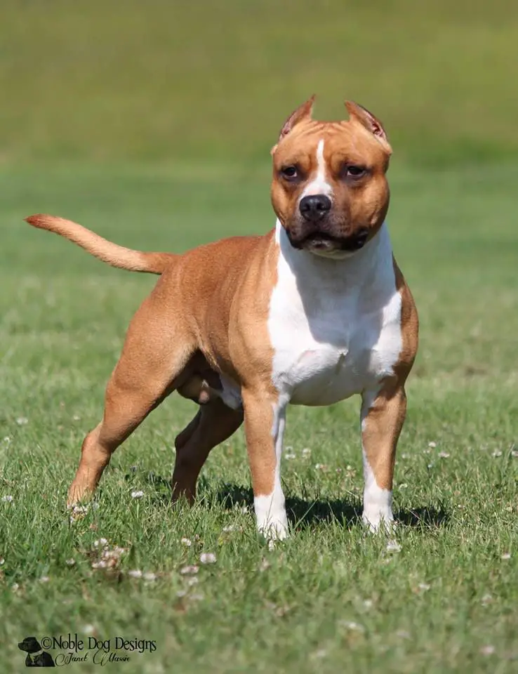 GChS Majestic Staffs Shooting Star