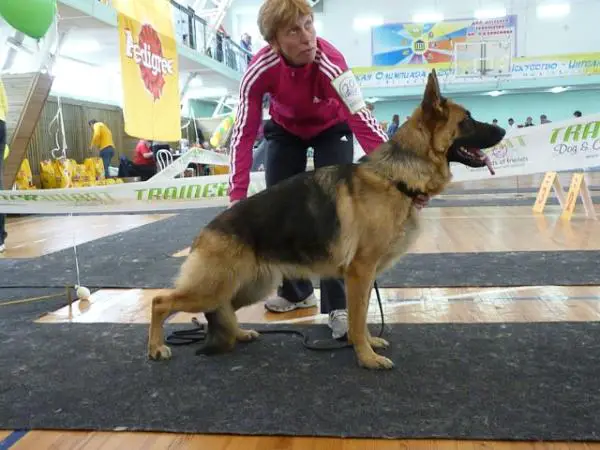 CH.RUS Avangard Shelori