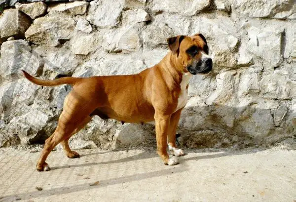 Kala od 1300 Kaplara