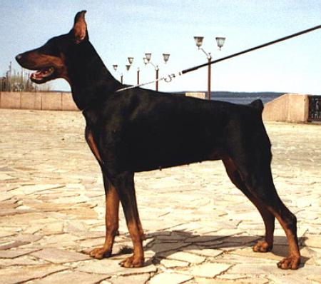 CH (RUS) Kreal Anflaisy Anikol