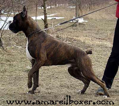 CH. PL. Imbir Benignus