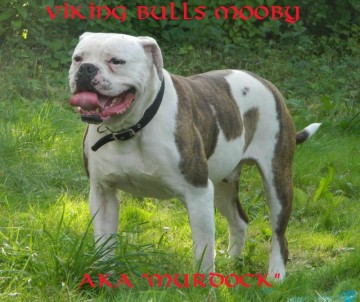 Viking Bulls "Mooby" (Silver Moon Bulls "Murdock")