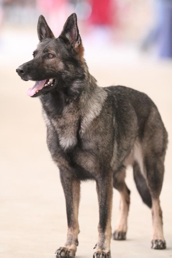 Violet Von Grunheide