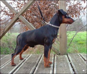 CH REPRODUCING Fendi vom Kosslbachtal