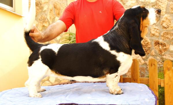 Tati Olea Bull´s