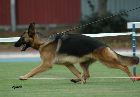 BALT JCH Tora Garliavietis*