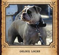 CRK's Goldie Locks