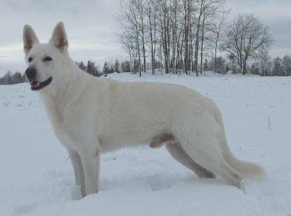 SE UCH, KORAD Sunnantorps Gilroy Gibson