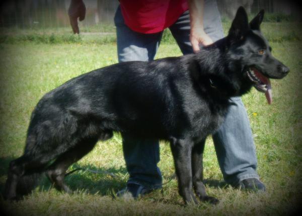 V Wigo Starý Samotár