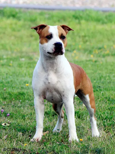 Multi CH Royaltybolt Call Me Diamond