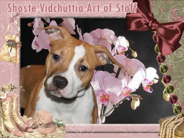 Shoste Vidchuttia Art of Staff