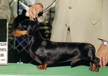 D' Arisca Supernatural