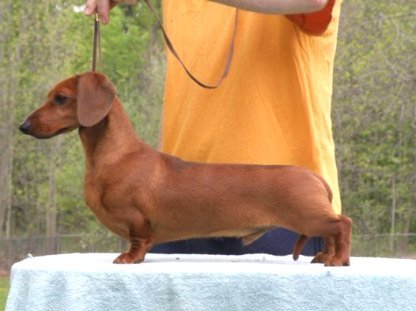 AM CAN CH FN NORD W Grandgables Carpaccio In Red