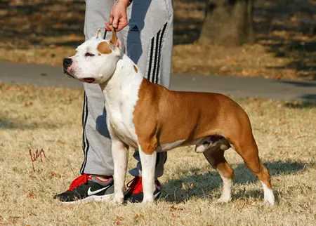 MULTI BIS, BR GR CH Pancho Willa Flight Staff