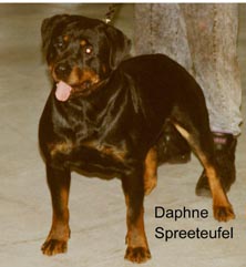 Daphne Spreeteufel