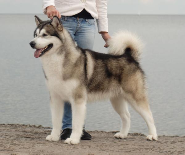 JCH UKR, RUS, BEL Skazka iz Alyaski Tornado