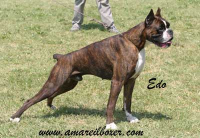 Tatum des Hauts du Bentairou