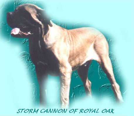 Storm Cannon of Royal Oak