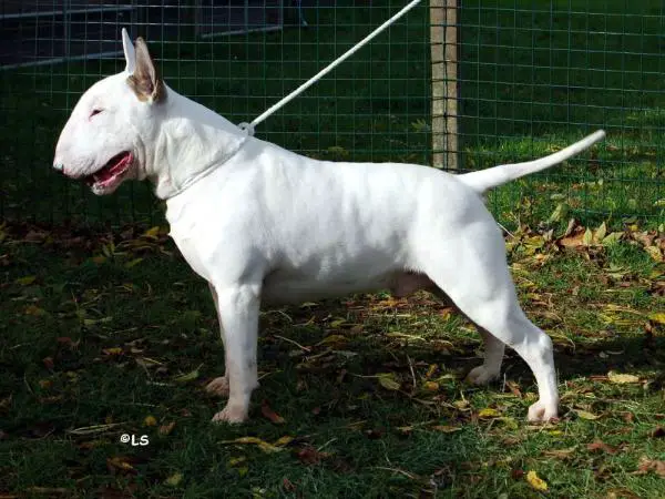 UK CH Teirwgwyn paper gangsta at bullyview