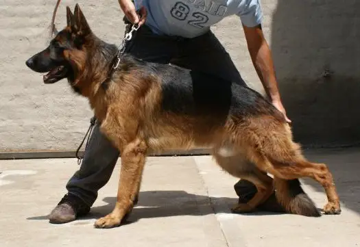 Drago von marsin
